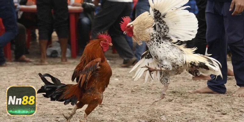 Chiến thuật cá cược từ vảy linh kê tại NN88